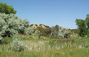 Russian olive invading a rare ciénega in New Mexico, United States