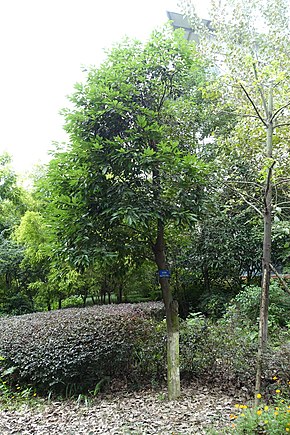 Descrizione di Cinnamomum japonicum - Giardino botanico di Chengdu - Chengdu, Cina - DSC03459.JPG.