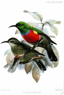 Ludwigs double-collared sunbird Species of bird