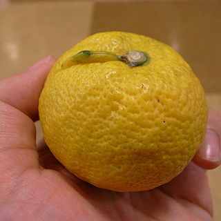 <span class="mw-page-title-main">Jabara (citrus)</span> Citrus fruit and plant