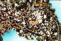 Cladonia apodocarpa-3.jpg