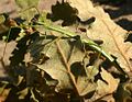 Clonopsis gallica.