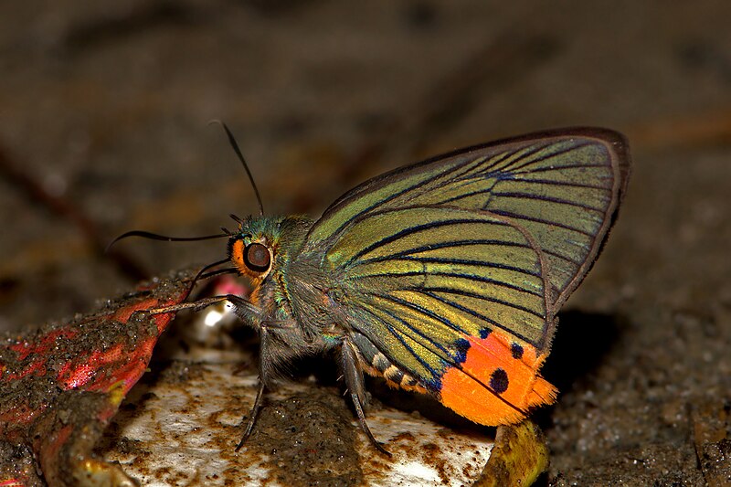 File:Close wing moisture sucking of Choaspes stigmata Evans, 1932 – Branded Awlking WLB-NEI DSC 4537.jpg