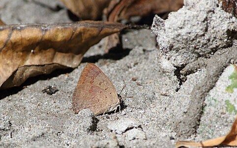 Ventral view