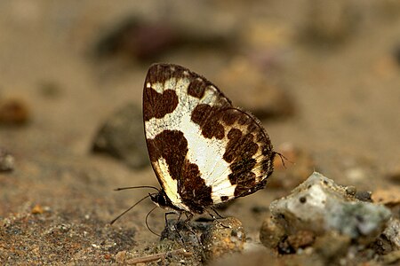 Ventral view