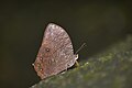 * Nomination Closewing position of Melanitis leda (Linnaeus, 1758) - Common Evening Brown. --MaheshBaruahwildlife 08:12, 21 April 2023 (UTC) * Decline  Oppose softness may be related to camera quality. Is this upscaled to 6000 x 4000? --Charlesjsharp 08:46, 21 April 2023 (UTC)