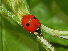 Une coccinelle à deux points, en Italie