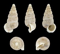 Cochlostoma tessellatum, shell