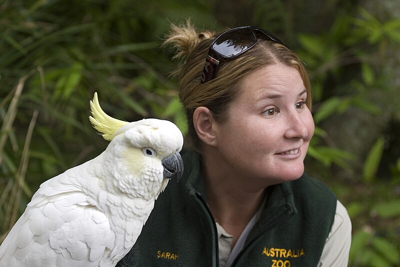 File:Cockatoo with friend-01+ (527343690).jpg