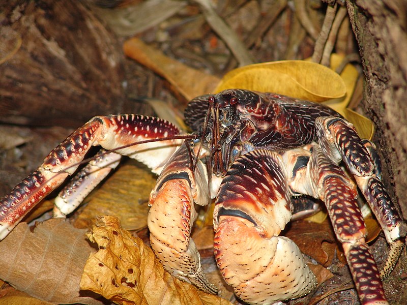 File:Coconut Crab - Birgus latro 3 (4091441948).jpg