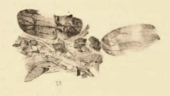 Coelidia columbiana
(1890 illustration) Coelidia columbiana Scudder 1890 pl2 Fig13.png