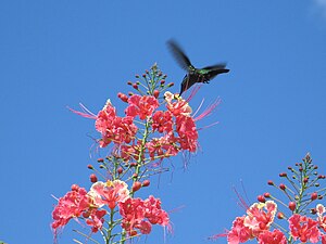 Un Colibrí (Orthorhyncus cristatus) en Martinica