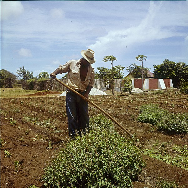 File:Collectie Nationaal Museum van Wereldculturen TM-20029719 Landarbeider wiedt onkruid op Plantage Aruba Bonaire Boy Lawson (Fotograaf).jpg