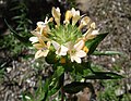 Collomia grandiflora