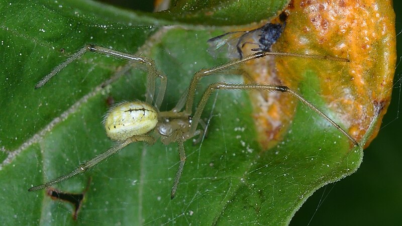 File:Common Candy-striped Spider (Enoplognatha ovata) - Guelph, Ontario.jpg
