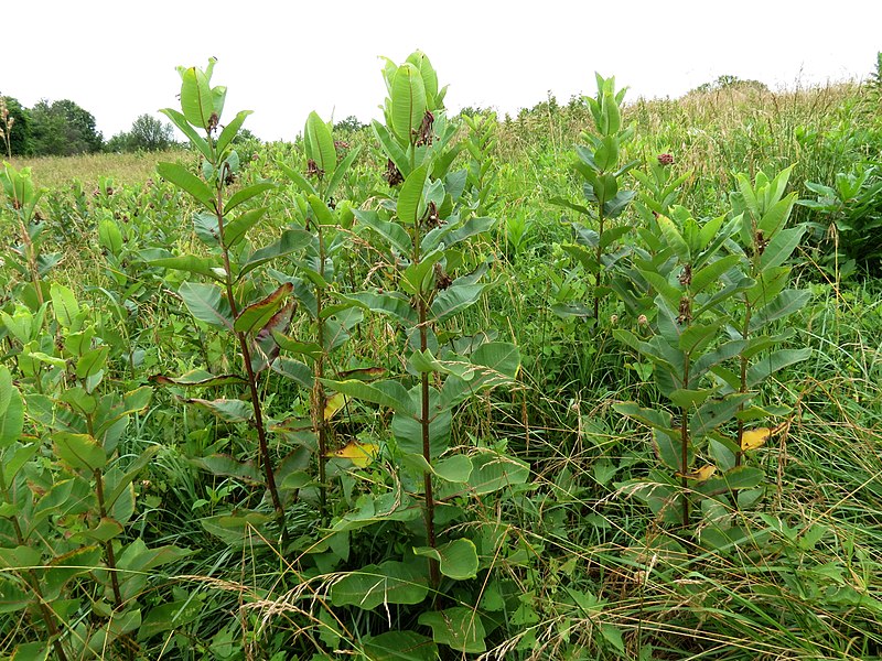 File:Common Milkweed (28531765870).jpg