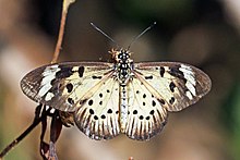 Кәдімгі акрея (Acraea encedon encedon) 2.jpg