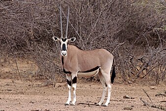아프리카오릭스 (East African oryx, Oryx beisa)
