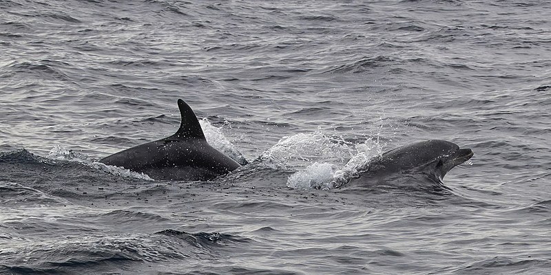 File:Common bottlenose dolphins (Tursiops truncatus) Sagres 2.jpg