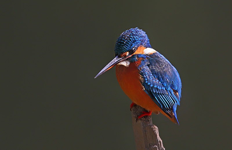 File:Common kingfisher bd.jpg