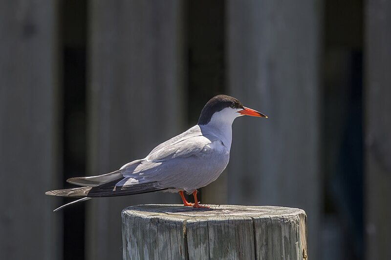 File:Common tern (sterno hirundo) Fjallbacka.jpg