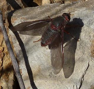 <i>Comptosia insignis</i> Australian species of insect