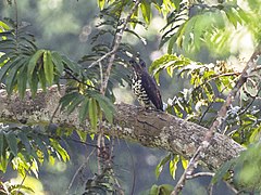 Congo Serpent Eagle from Kakum Canopy Walkway - Ghana 14 S4E1475 (16013044717).jpg