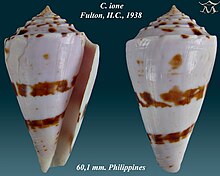 Conus ione 1. jpg 