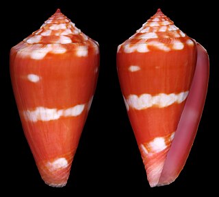 <i>Conus lucaya</i> Species of sea snail