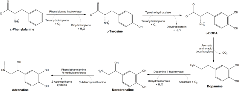 File:Conversion of phenylalanine and tyrosine to its biologically important derivatives.png