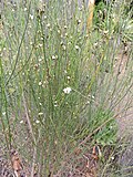 Miniatura para Convolvulus scoparius