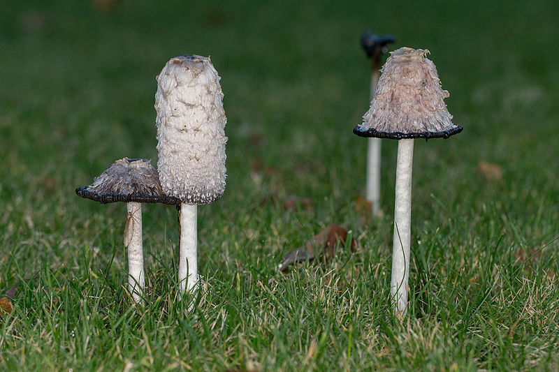 File:Coprinus comatus, Lodz(Poland)01(js).jpg