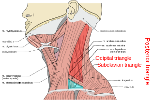 <span class="mw-page-title-main">Posterior triangle of the neck</span>