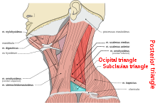 regio cervicalis lateralis