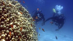 South Caicos coral reef