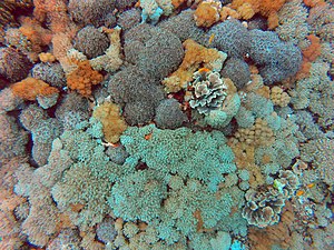 Koral