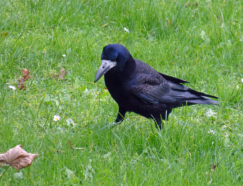 File:Corvus frugilegus, Rook, Saatkrähe 02.JPG