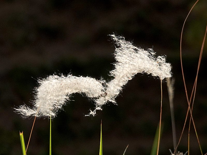 File:Cotton Wool Grass IIT Mandi May19 R16 00932.jpg