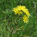 Inflorescence