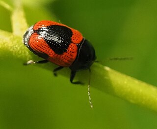 <i>Cryptocephalus notatus</i> Species of beetle