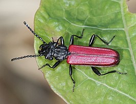 Cucujus coccinatus