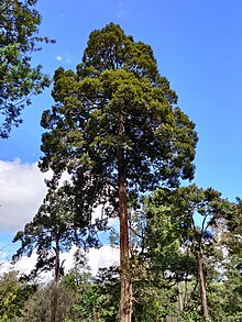 Cullenia exarillata in Anamalais IMG 20201208 110500.jpg