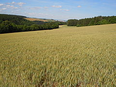 Cultures céréalières sur les Hautes-Plates.