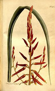 <i>Pitcairnia integrifolia</i>