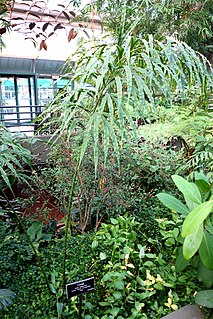 <i>Cycas debaoensis</i> Species of cycad