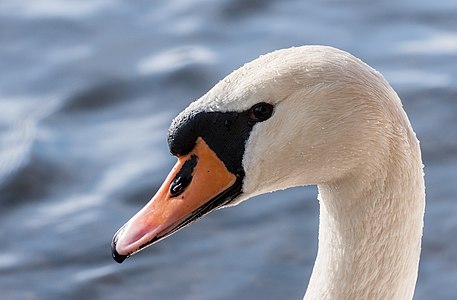 Cygnus olor (Mute Swan)