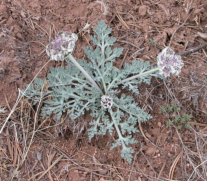 File:Cymopterus purpurascens 2004-03-26.jpg