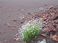 Cynoglossum borbonicum