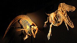 Cynthiacetus ve Ambulocetus.jpg