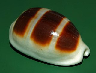 <i>Palmadusta asellus</i> species of mollusc